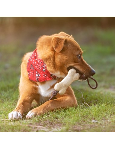 Mordedor Mascotas Salmer