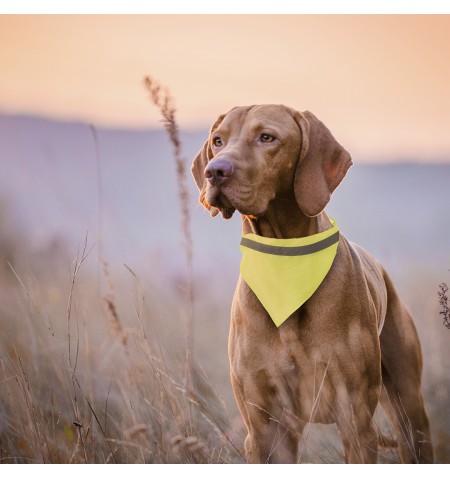 Collar Bandana Bipols